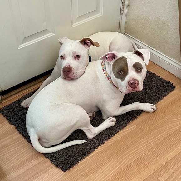 Meet your Posher, Samantha - Picture 2 of 9